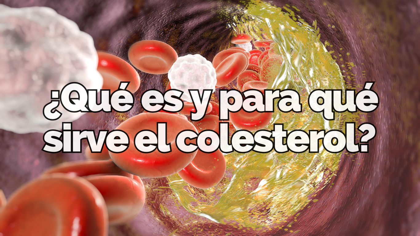 ¿Qué es el colesterol y por qué es importante para tu salud?
